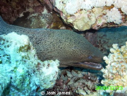 Mooray eel hiding in its hole by Josh James 